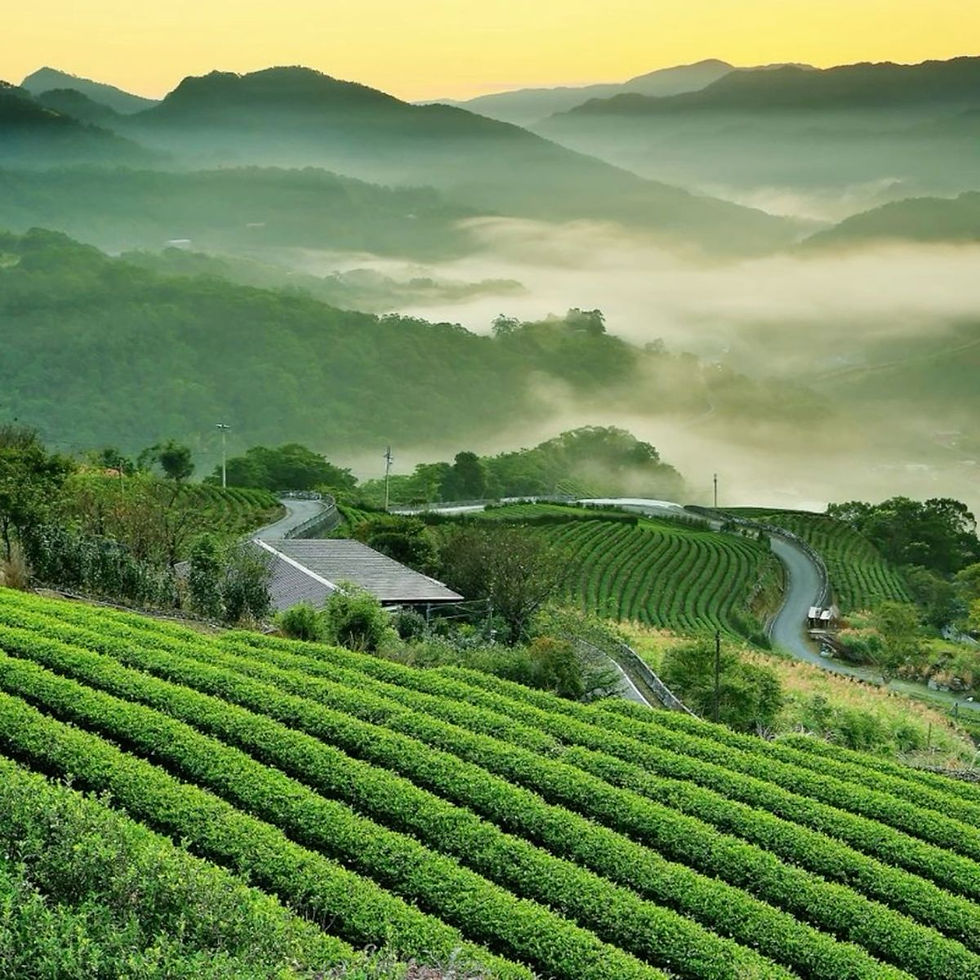 Grüne Flüssigkeit in einer weißen Schale, vermutlich Matcha-Tee. Halbkreis aus Licht und Schatten. Lebhafte Farbe, texturlos.