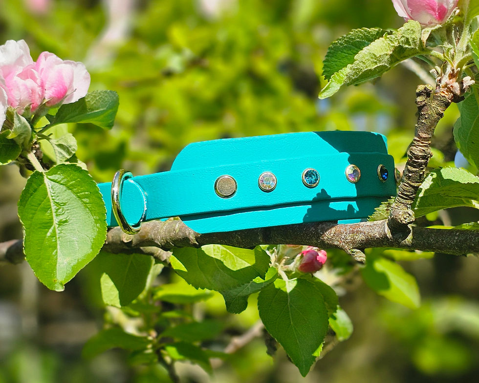 Thumbnail: The Orbit Biothane Collar