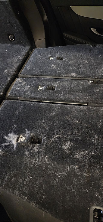 Image of dog hair on a car seat