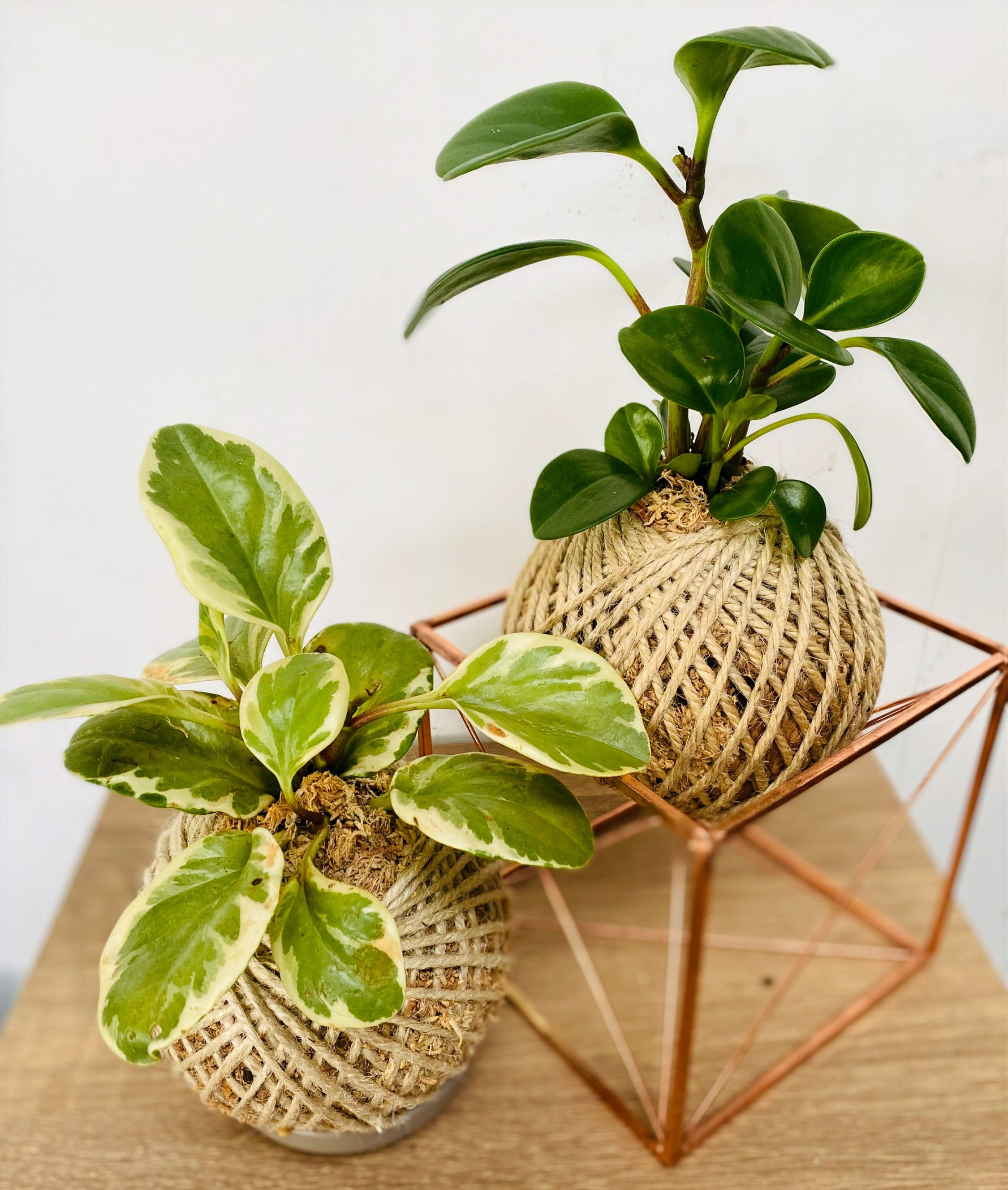 Peperomia Kokedama