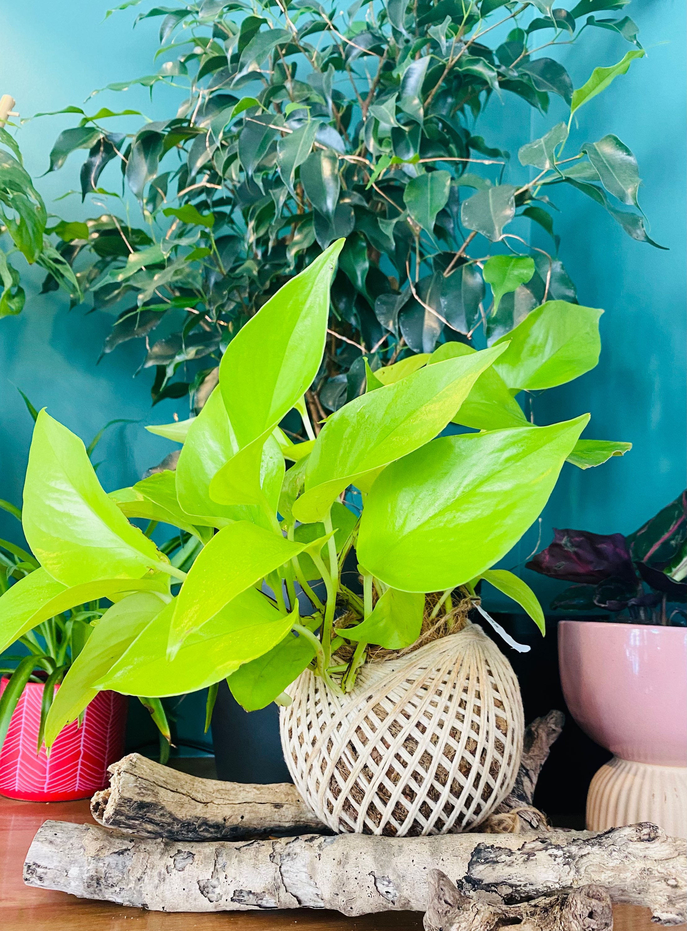 Neon Pothos Kokedama