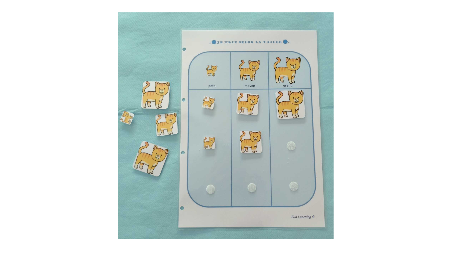 Je trie selon la taille (chats)