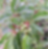 Roughleaf Dogwood