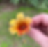 Cross Vine