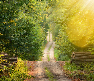 Wild Path_edited.jpg