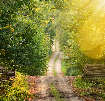 Wild Path_edited.jpg