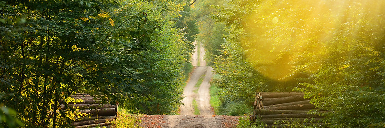 Wild Path_edited.jpg