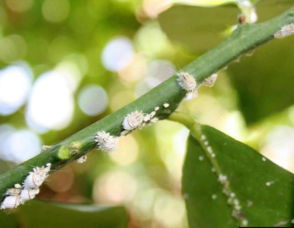 Citrus branch with white scale insects infestation