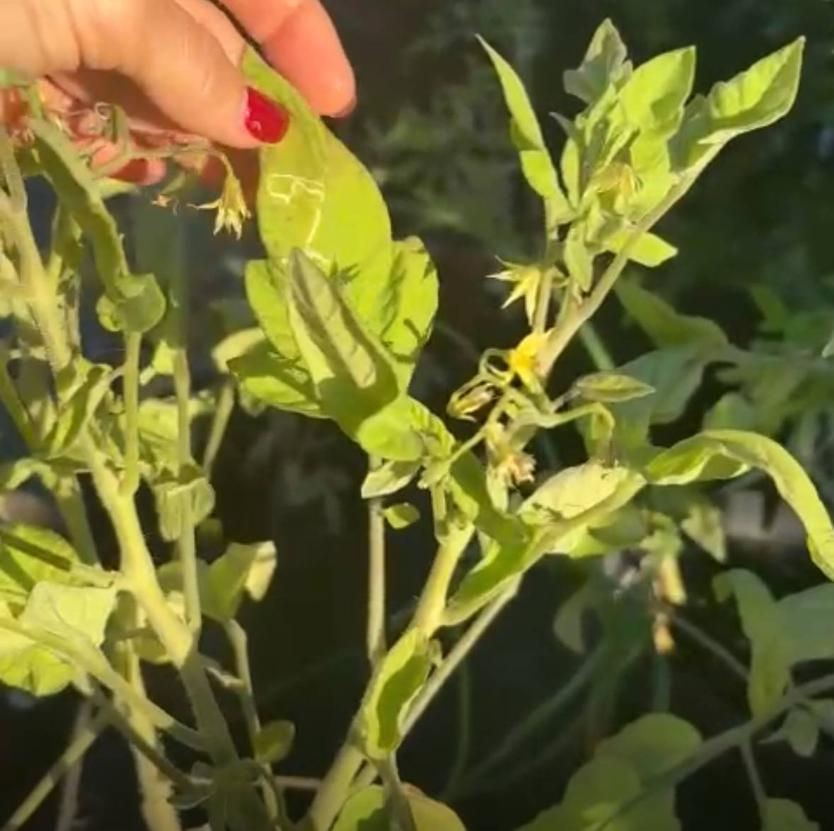 Leaf miner looks like a white vein in the leaf