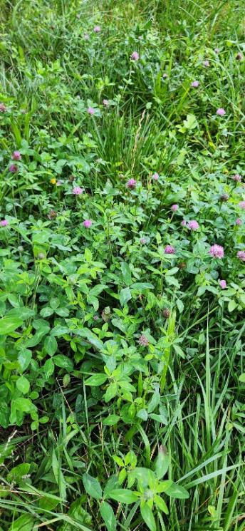 Wild red clover flowers with pink blossoms in a natural field