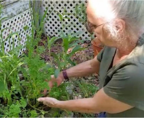 woman with parsley plant