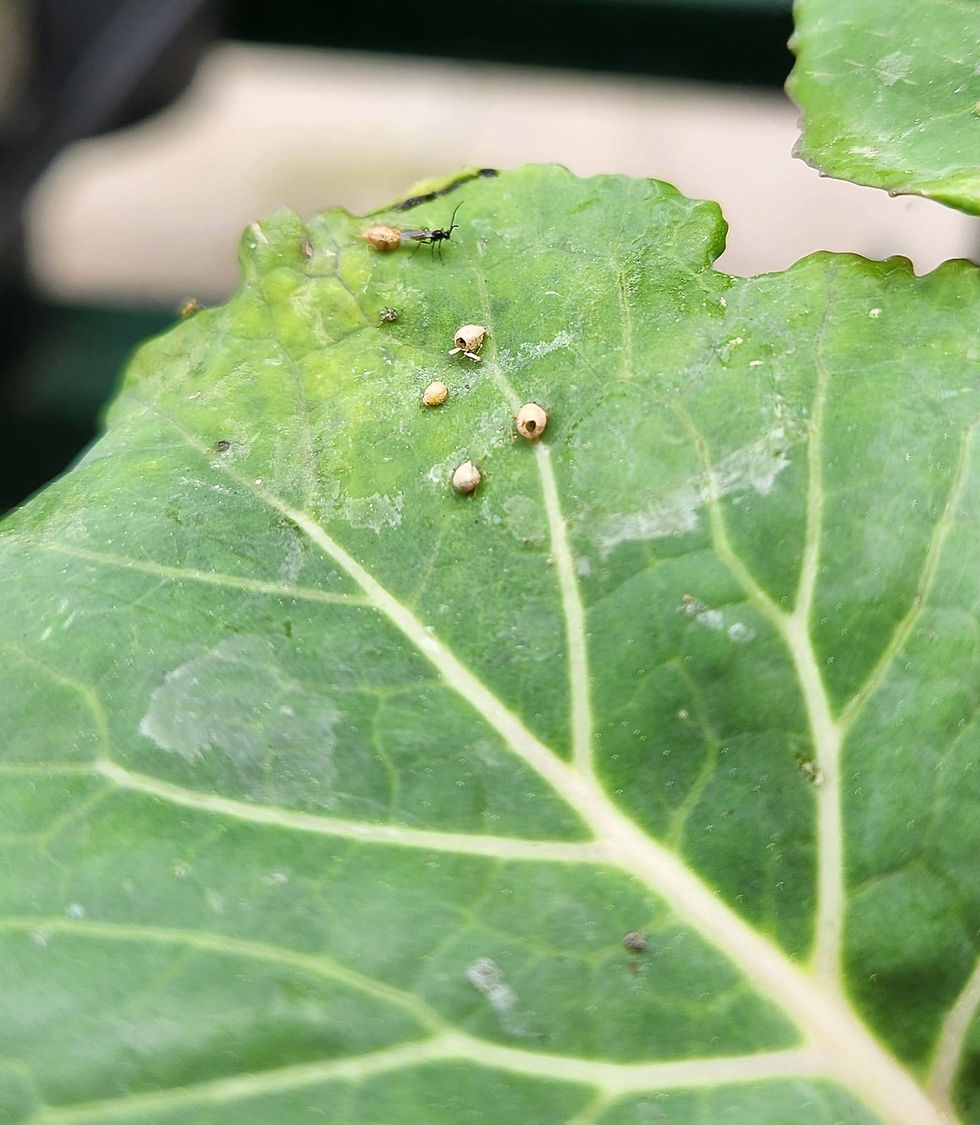 Aphids containing beneficial wasp larvae used for natural pest control