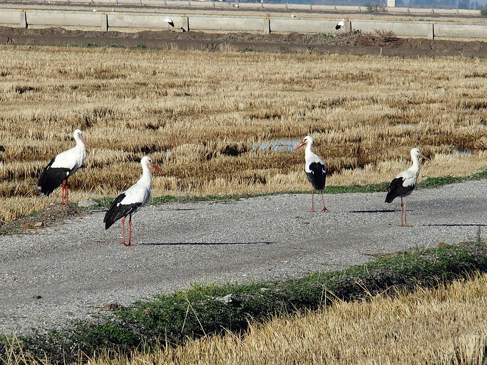 cygognes_dans_les_rizières
