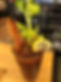 bloddy Mary.jpg
