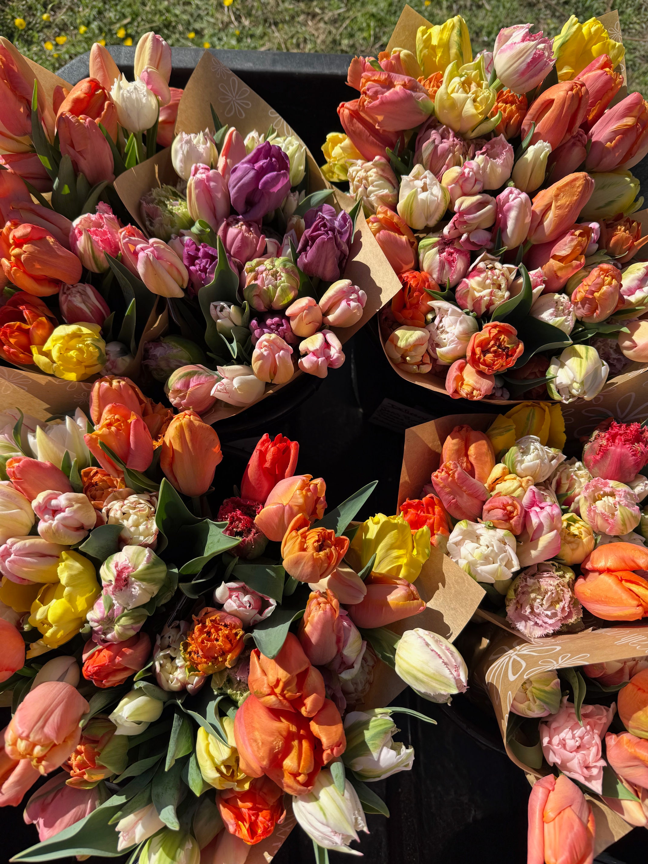 Tulip Club Membership