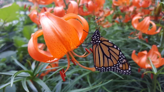 Lanzhou Lily Flower.webp