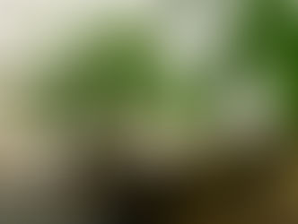 京都の観葉植物レンタル販売専門店です　☆５月のおしらせ☆フレボディウムブルースター