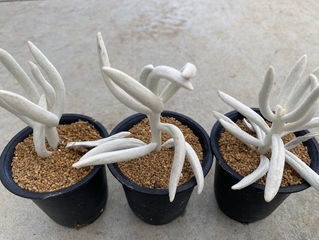 京都の観葉植物レンタル専門販売店です☆12月のお知らせ☆