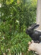 京都の観葉植物レンタル専門販売店です☆12月のお知らせ☆