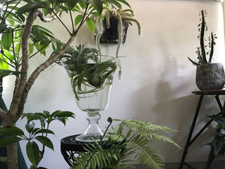 京都の観葉植物レンタル専門販売店です♪8月のお知らせ♪