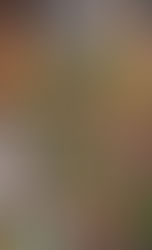 京都の観葉植物レンタル専門販売店です☆2月のお知らせ☆