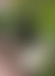 京都の観葉植物レンタル専門販売店です♪11月のおしらせです♪