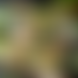 Wraps met kip, komkommer, sla en honingmosterd dressing