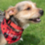 Red & Black Bandana