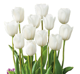 tulip.png Aries flower