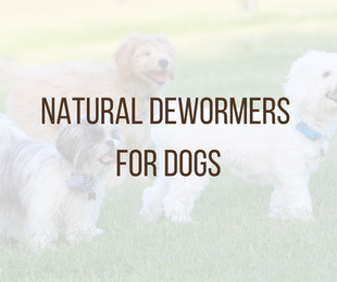 Natural Dewormers for Dogs: How to Support a Healthy Gut Naturally
