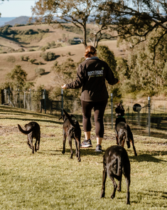 Dogs learning new skills for managing reactivity, serving Brownlow Hill.
