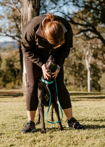 Dog working on reducing barking during training in Grasmere.
