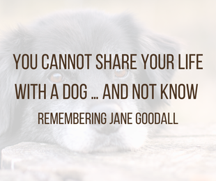 You Cannot Share Your Life With a Dog … and Not Know (remembering Jane Goodall)