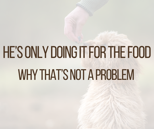 positive-reinforcement-dog-training