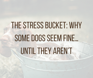 Why Some Dogs Seem Fine… Until They Aren’t