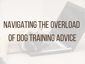 A overwhelmed dog from information overload