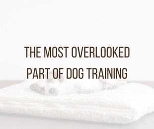 dog sleep training