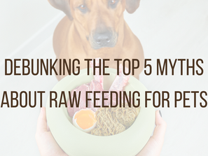 Debunking the Top 5 Myths About Raw Feeding for Pets