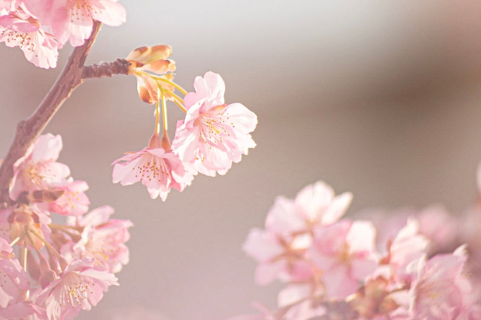 4月上旬開催!春のお花見・ゆっくいカフェ