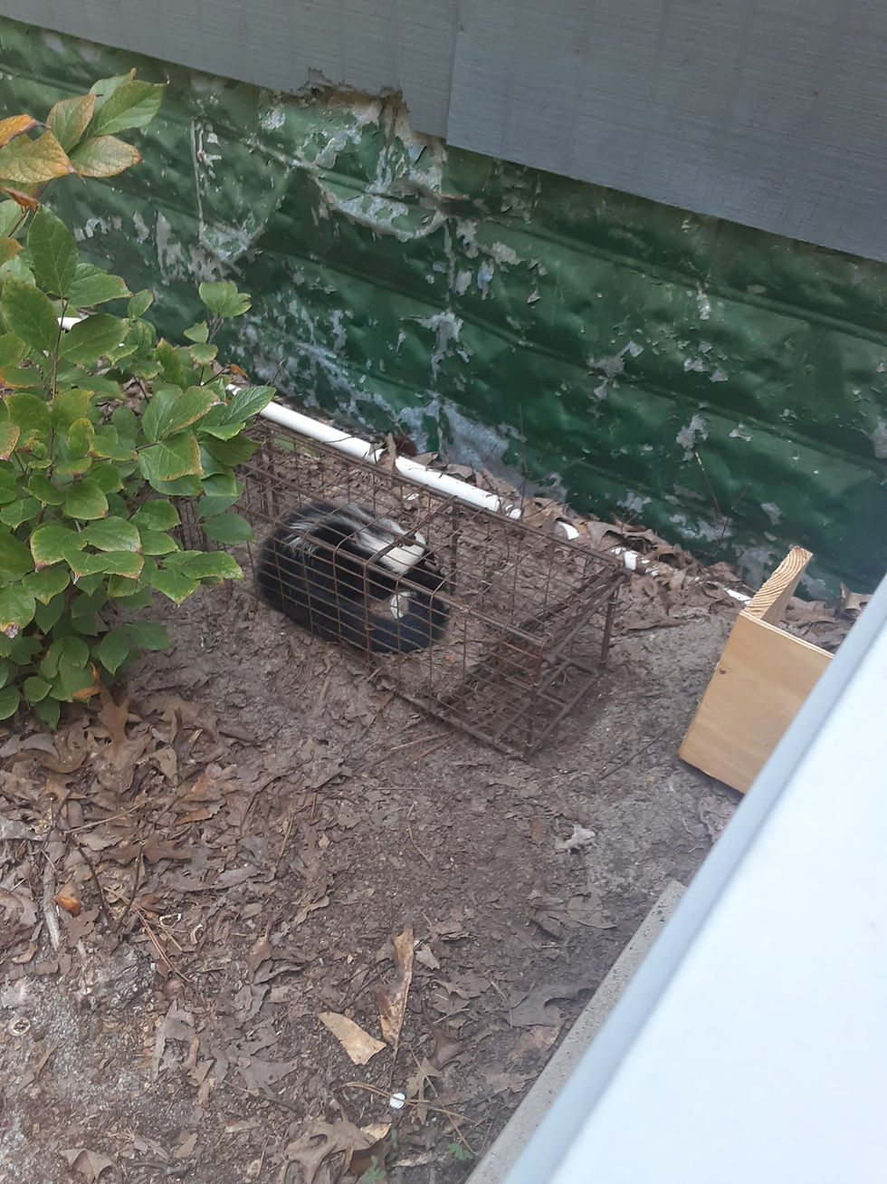 Skunk captured during professional wildlife removal service