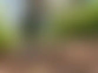 Snake Control for South Carolina Properties