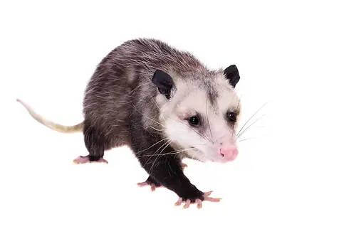 Opossum removal and management services in South Carolina by Allstar Wildlife.