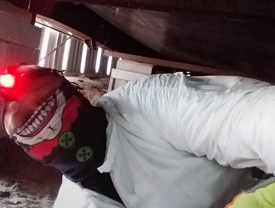 Bat removal services in Lexington, SC: Humane bat control solutions by Allstar Wildlife.