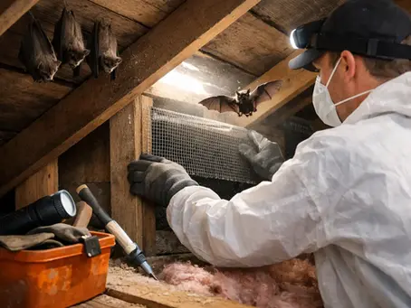 Bats in Attic? Safe Removal and Lasting Repair
