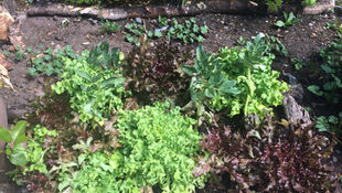 You can't get fresher than this!