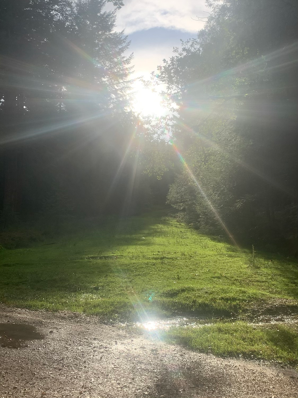 Reiki in the new forest 