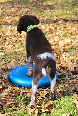 Jungklaus Markings on Kyler as a pup