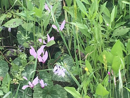 מחלוקות בשירות האנושות - הכל כלול - ר׳ נחמן