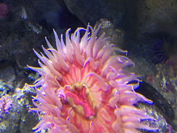 יום הכיפורים בתורת הסוד היהודית