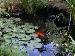 אל אשר תלכי אלך, עמך עמי ואלוהייך אלוהיי - קארמה בפעולה - טור לשבועות תשפ״ה